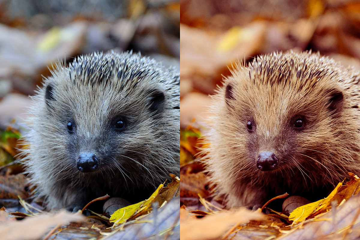 10 Autumn - Fall Lightroom Presets, a Preset Add-On by VividFrame (Photo 7 of 9)
