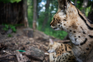 Close-up of two wild felines resting in a dense forest environment, a Photo by AS photostudio
