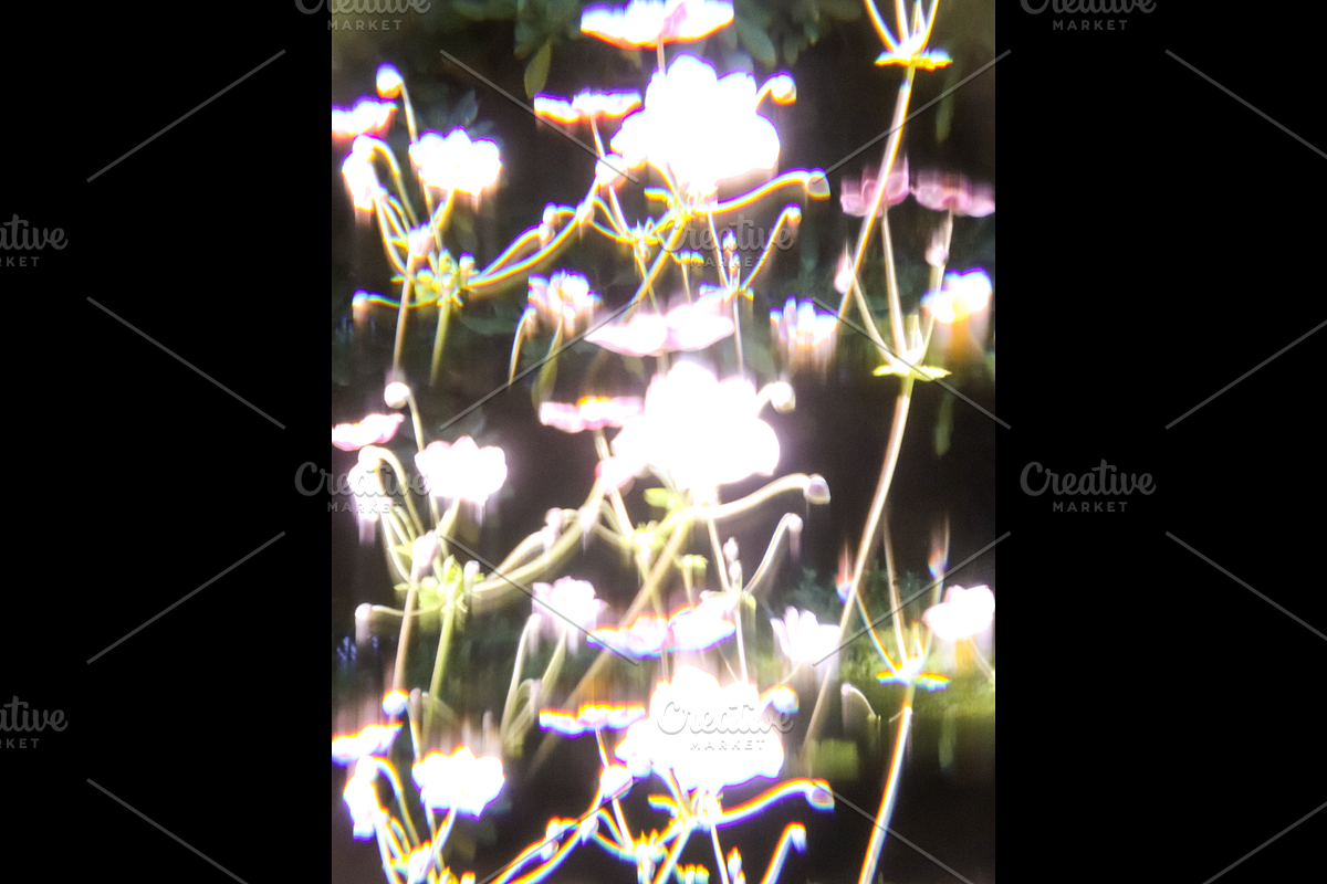 Dreamy, Ethereal Flower Photo Bundle, a Nature Photo by AmandaFagan (Photo 8 of 13)