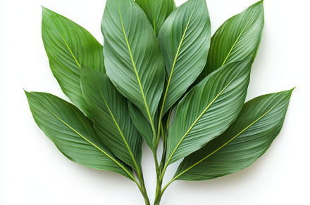 Lush green leaves on white backgroun, a Background Photo by Pixeness