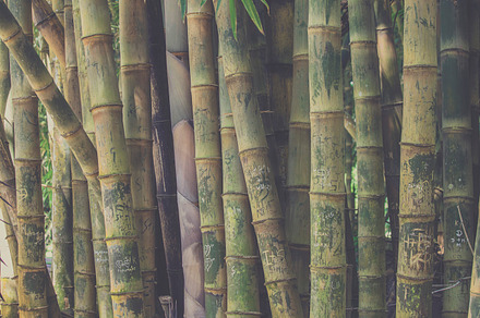 Sardines background preview 6