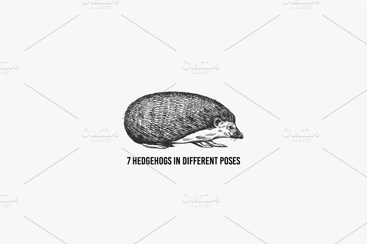 Big set bundle. Animals fox, wolf, an Animal Illustration by Arthur Balitskiy (Photo 7 of 9)