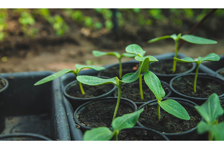 The cucumber seedlings are growing, a Nature Photo by yanadjana