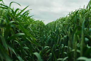 Young wheat featuring wheat ears, young, and green