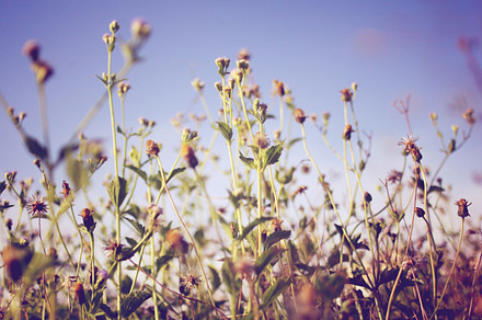 Vintage Field Nature preview 4