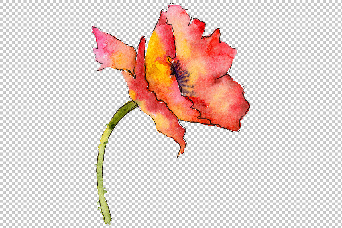 Light red poppy PNG watercolor set, a Seasonal Illustration by ...
