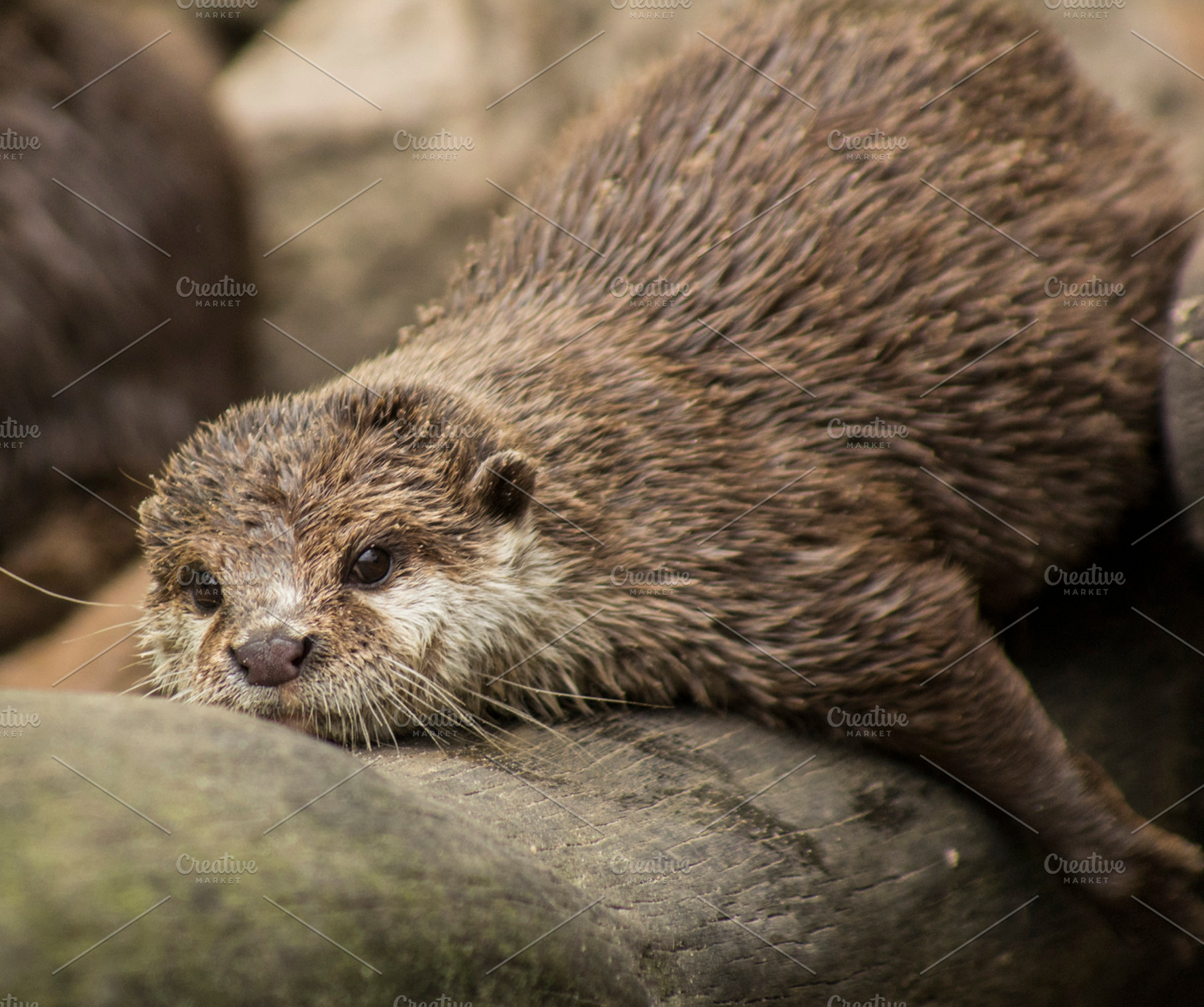 chilling otter, an Animal Photo by Photo shack