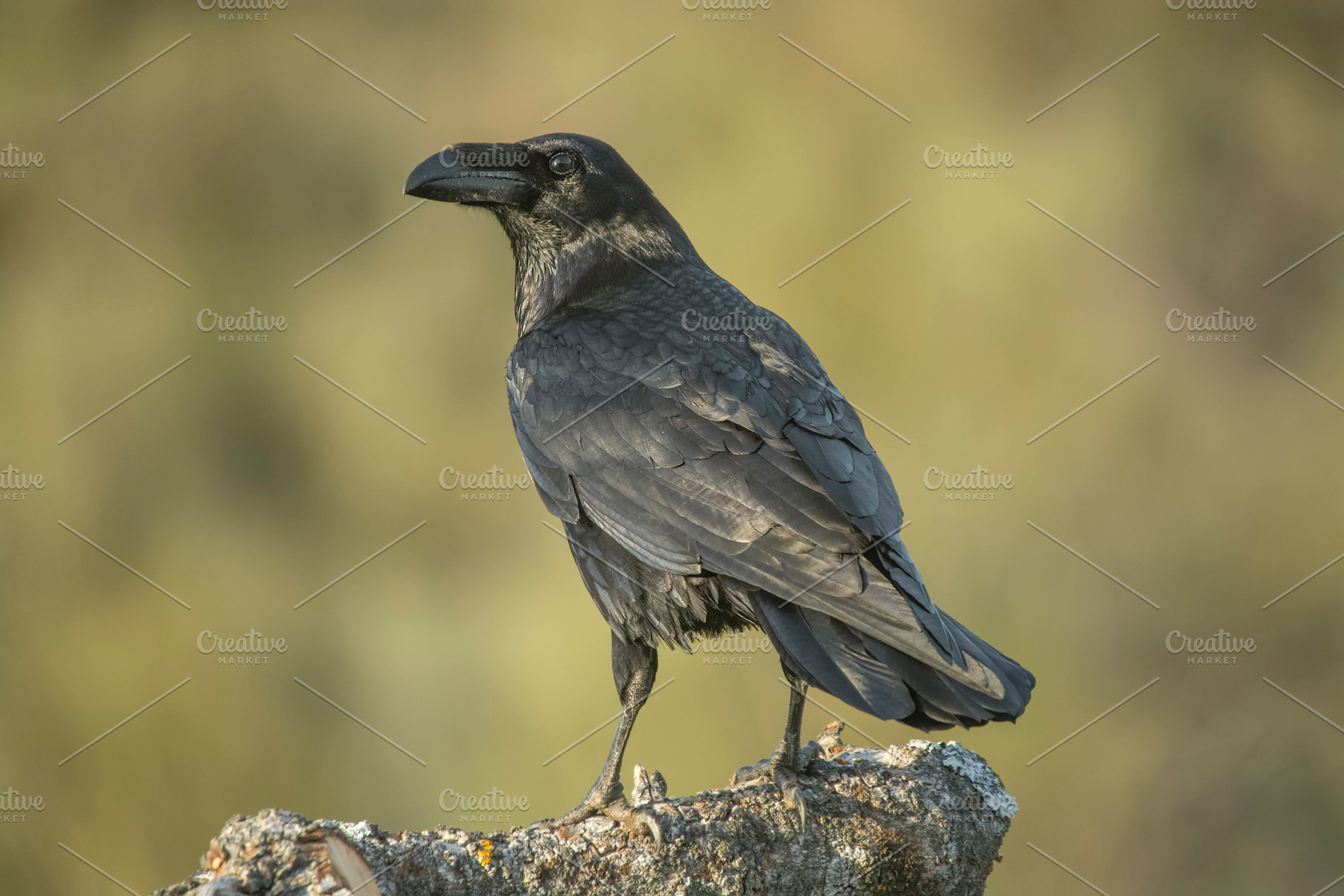 crow, the most intelligent bird, perched on a branch, an Animal Photo by Nat