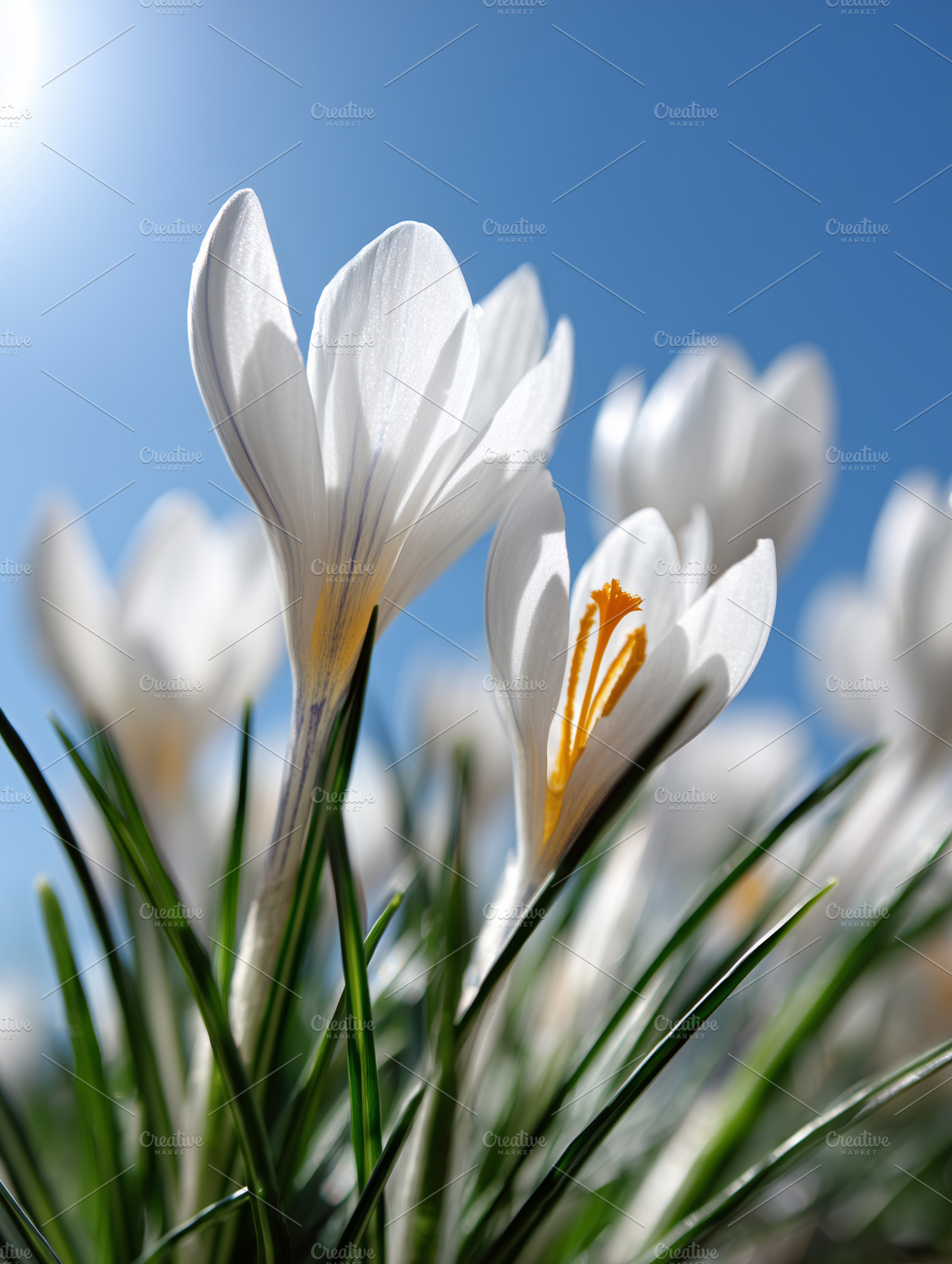 White crocus flowers with vivid, a Nature Photo by MistyDay