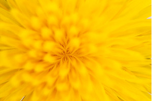 Macro of Yellow Dandelion Petals, a Nature Photo by Pakosta