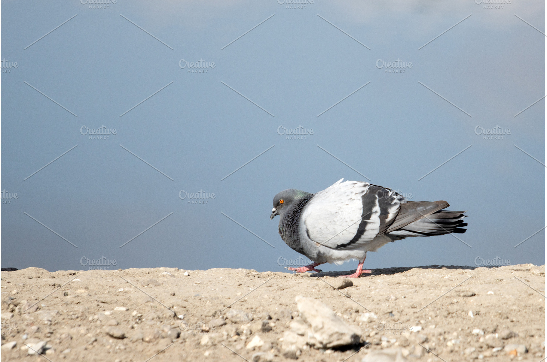 Pigeon pecking on river background, an Animal Photo by Pakosta