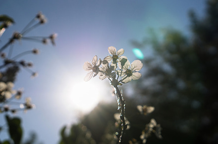 Summer Haze Featuring Green Glow And Warm preview 4