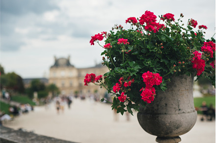 Summer flowers in Luxembourg garden