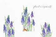 Botanical Muscari Set, an Illustration by Olga Koelsch (Thumbnail 3 of 9)
