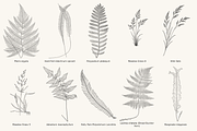 Fern & Grass Line Art Collection, a Decorative Illustration by AW Studios (Thumbnail 5 of 11)