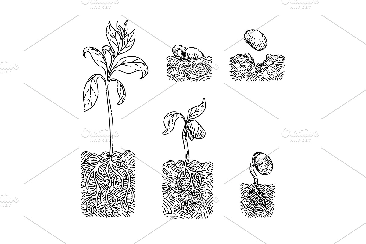 plant gtowth sketch hand drawn, a Finance Illustration by pikepicture