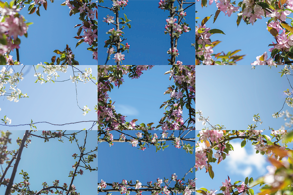 FLORA FRAMES [120 FILES PACK], a Texture Graphic by ZIEBA (Photo 2 of 8)