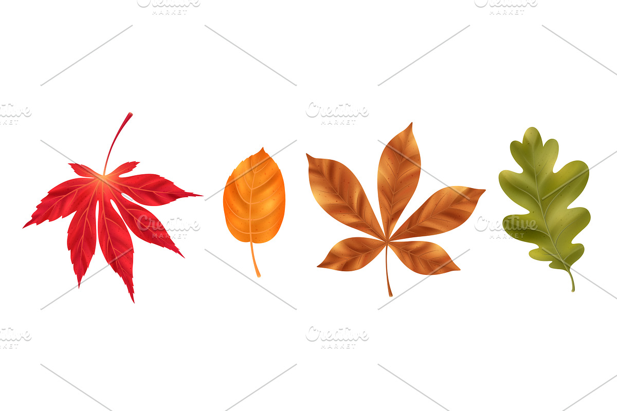 Realistic leaf set with autumn, an Object Illustration by art PVP - market
