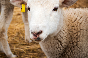 Lamb, an Animal Photo by THP Creative
