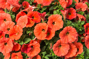 Salmon flowered petunias blooming