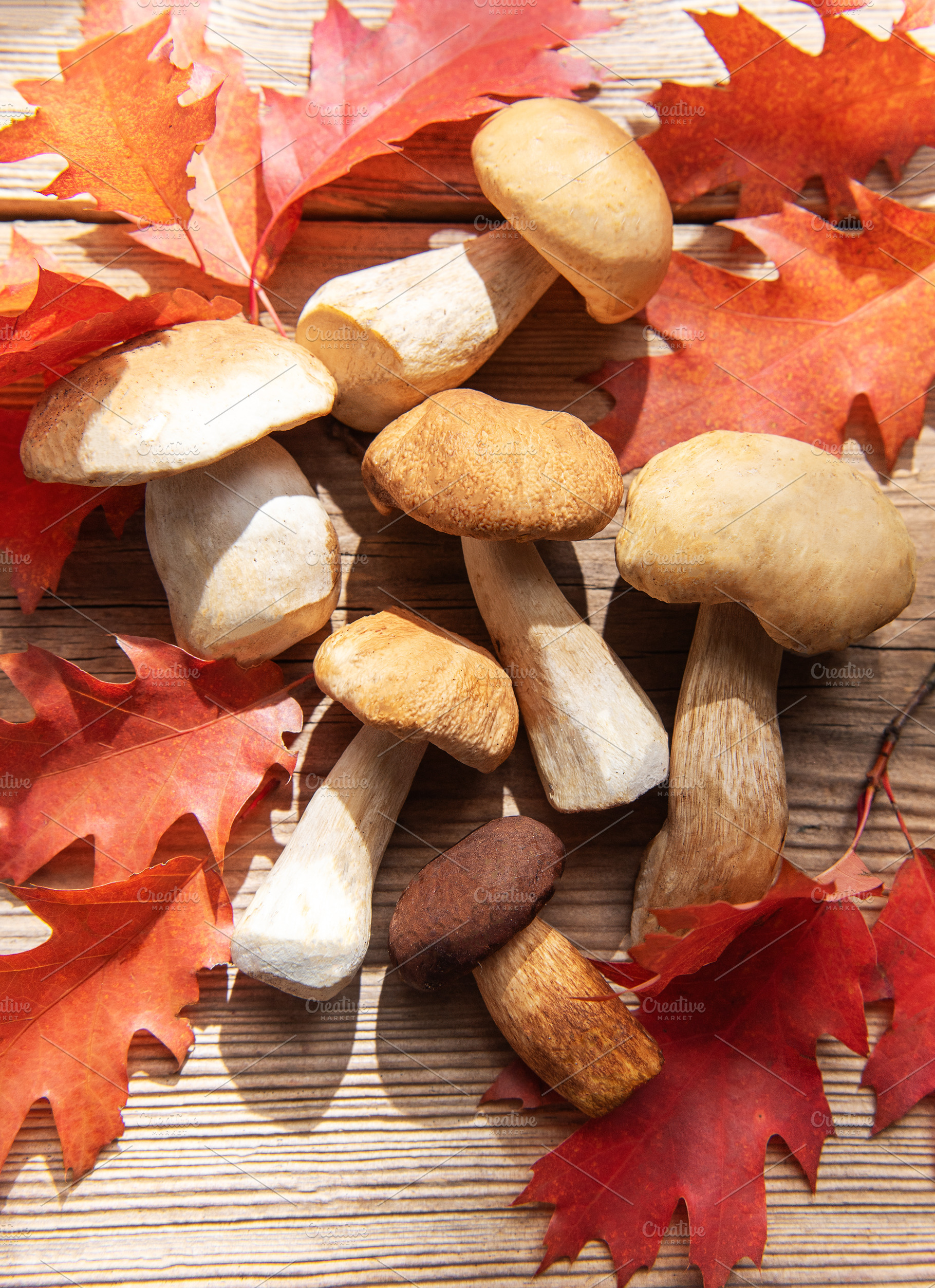 Porcini mushrooms with red oak leaves on wood, a Food & Drink Photo by Olena Rudo