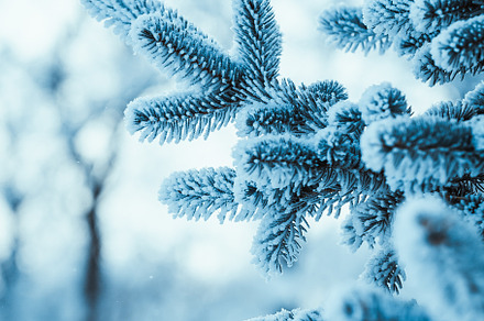 Frozen spruce in hoarfrost in winter stock photo containing background and