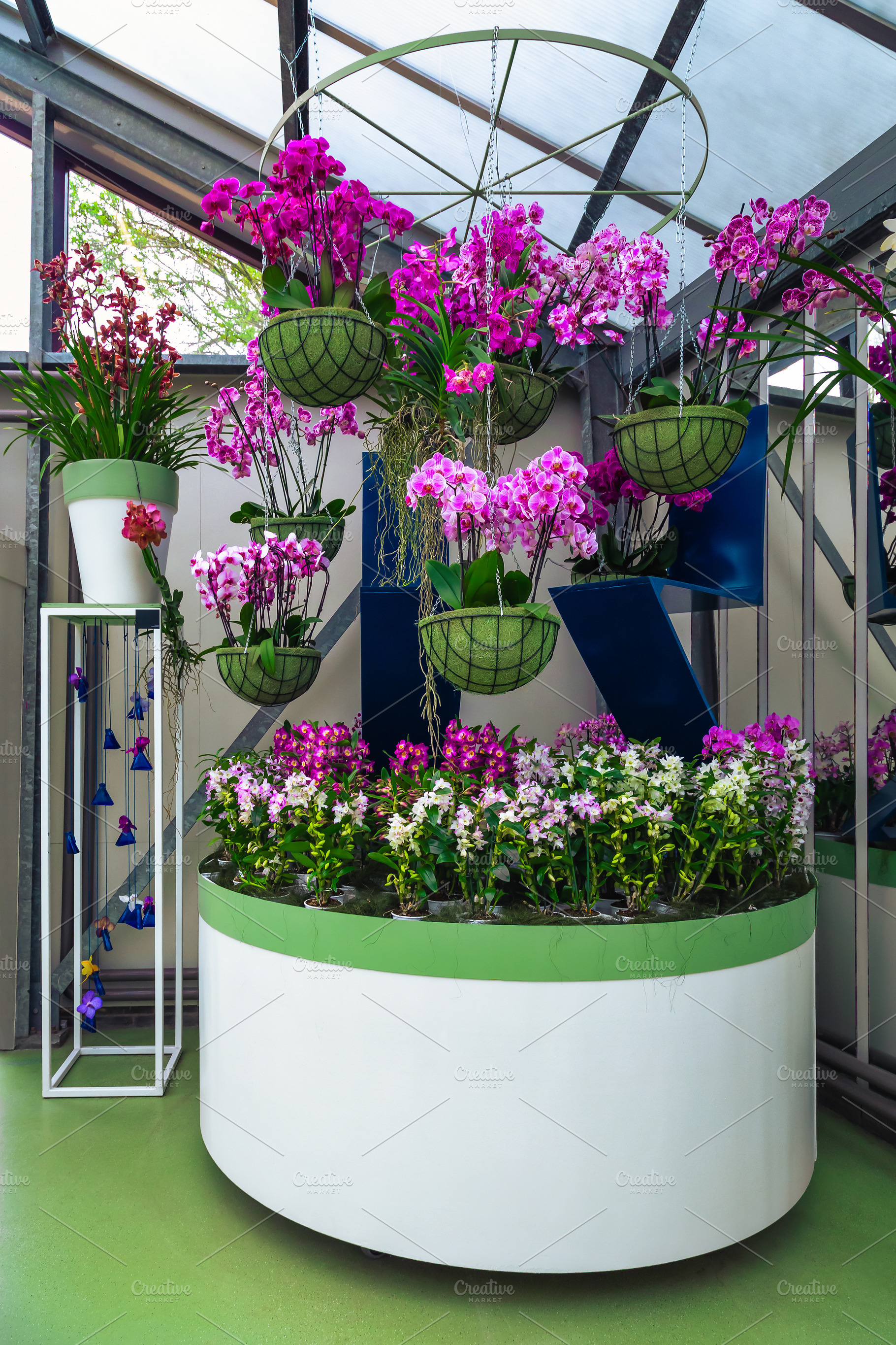 Beautiful orchid flower exposition, a Nature Photo by Alpine Dreams