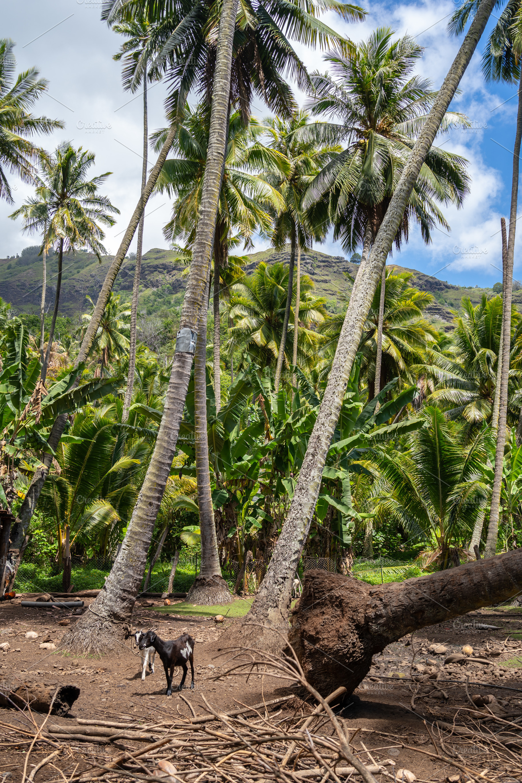 Goat standing under coconut trees in Hiva Oa, Marquesas Islands,, an Animal Photo by GoodGoods