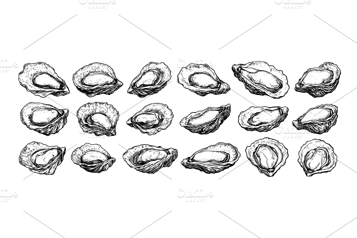 Seafood oysters engraving vector set, a Food Illustration by Valerie Bodnar