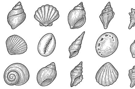 HandDrawn Seashells Icon Collection