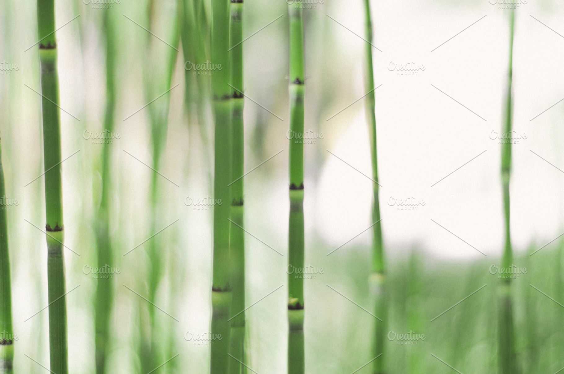 Water Grass