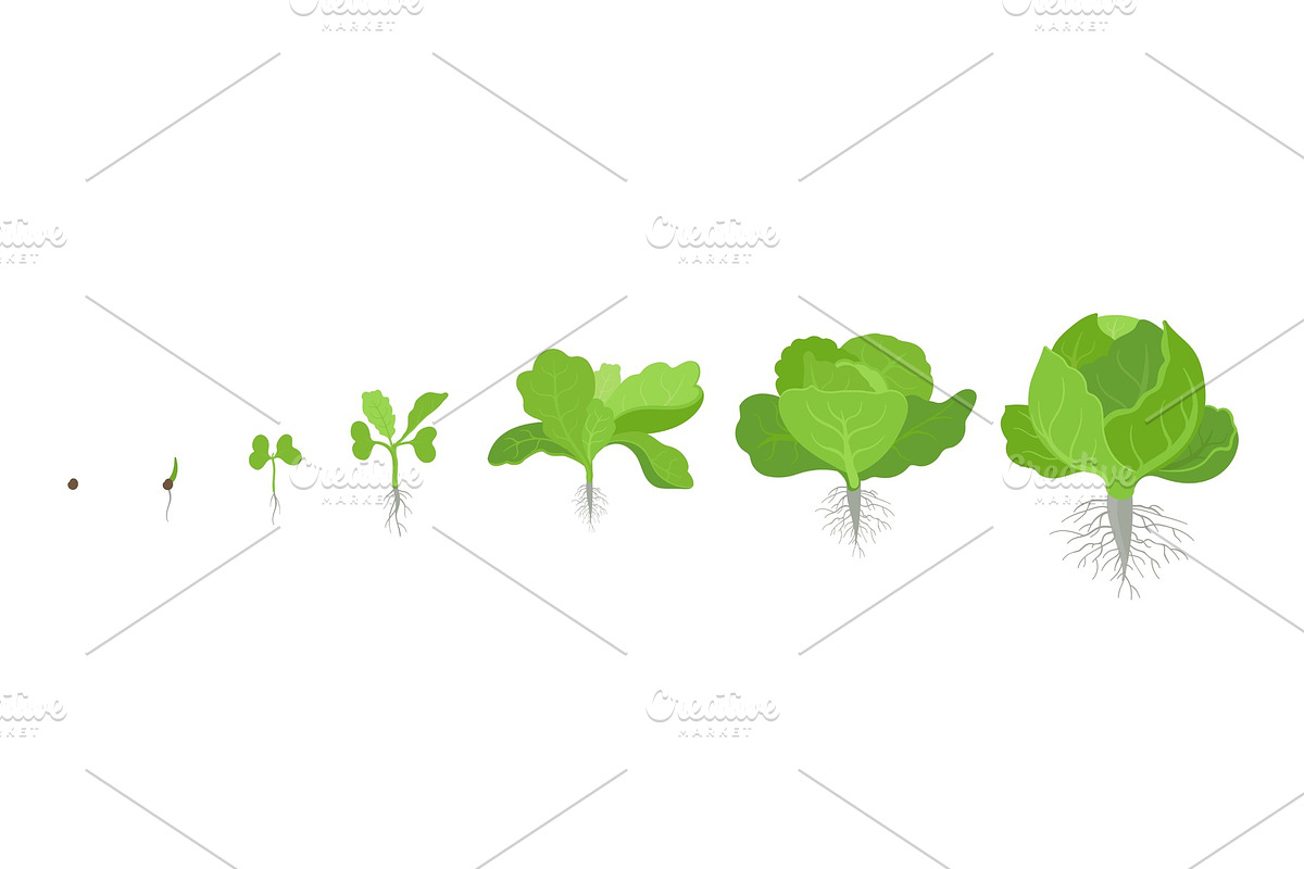 Circular crop stages headed cabbage., a Food Illustration by Ilia Design