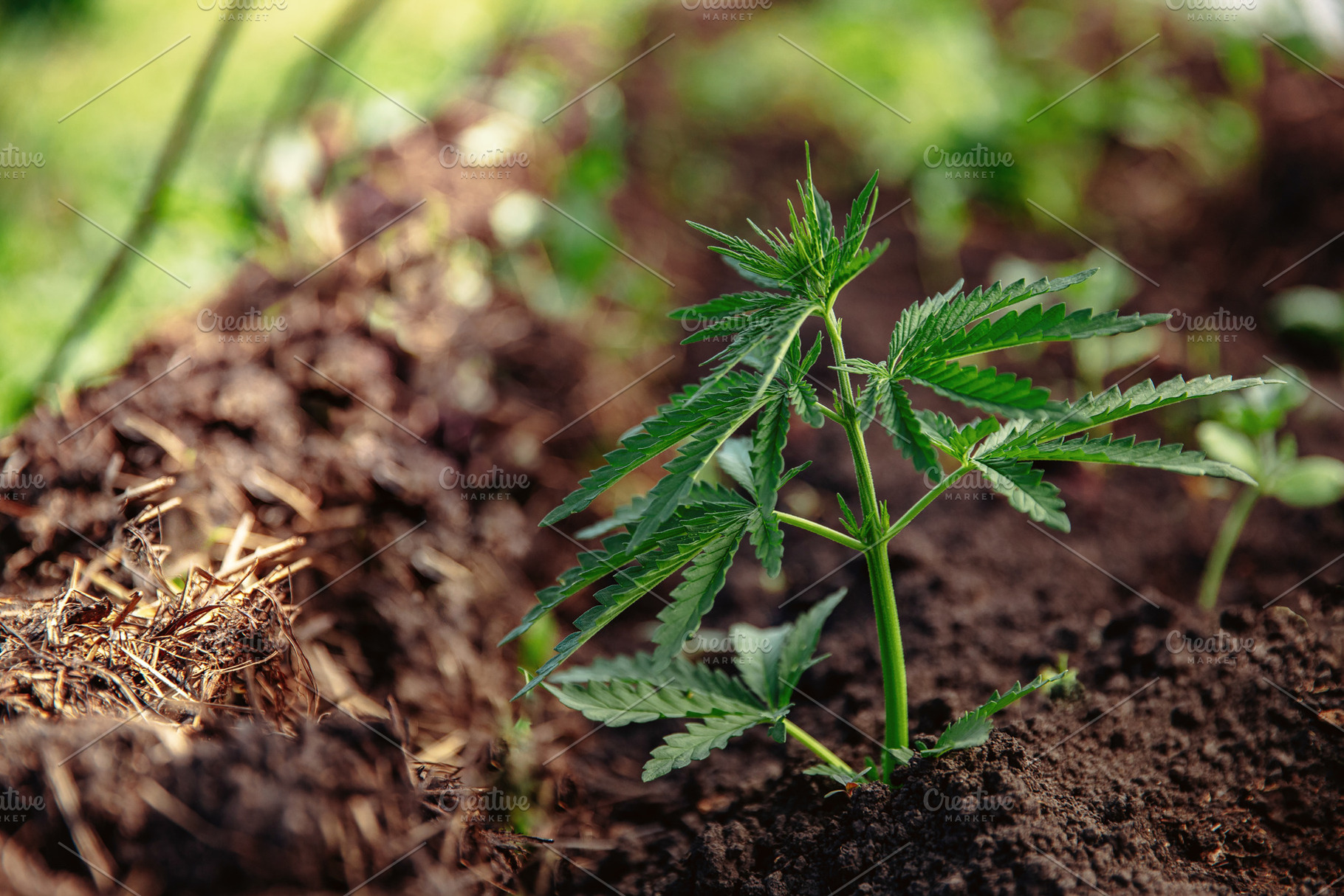 Bush marijuana cannabis on blurred b containing cannabis, green, and hand, a Nature Photo by Parilov