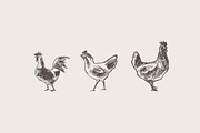 Set of a hand drawn chickens, an Animal Illustration by TheMountBirdStudio (Thumbnail 3 of 5)