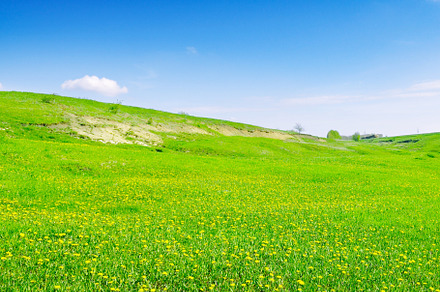 blue sky and green field, a Nature Photo by Serg64