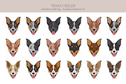 Texas Heeler dog, an Animal Illustration by pet design shop (Thumbnail 5 of 6)