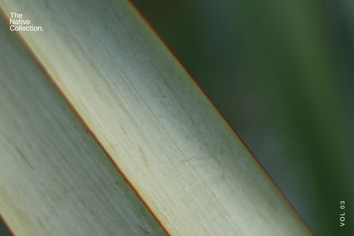 Natural textures - Green edition v03, a Texture Graphic by Haehae photography (Photo 7 of 8)