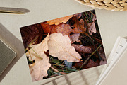 Autumn nature photography set, a Nature Photo by pictures for you (Thumbnail 21 of 22)