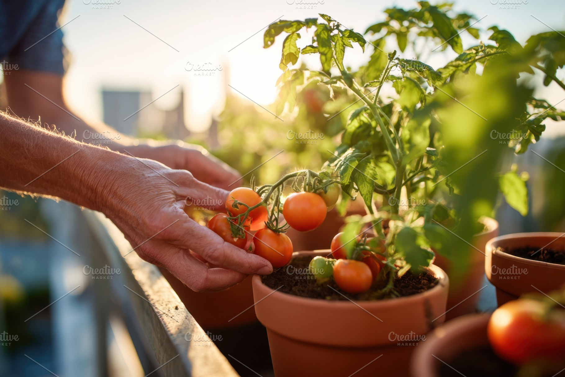 Harvesting ripe tomatoes on a balcony at sunset, a Food & Drink Photo by AlyaAnd