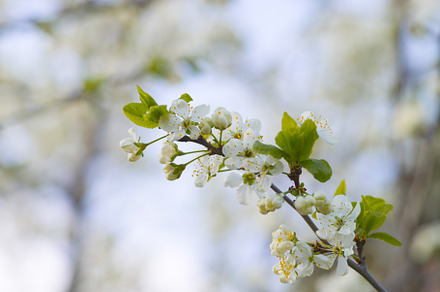 Blooming white cherry in spring day containing blossom, flower, and white, a Nature Photo by oleghz