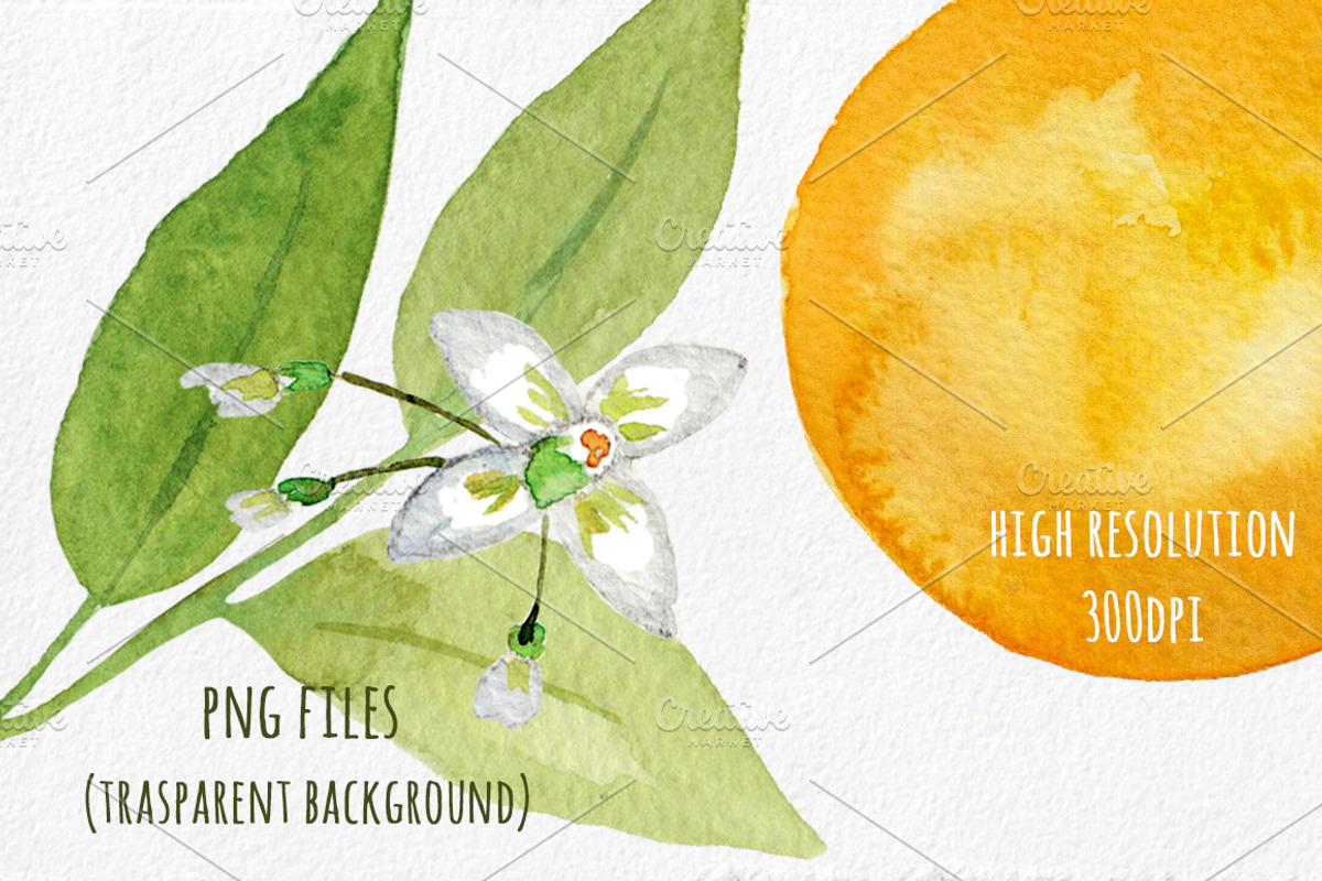 Orange Blossom - Watercolor handmade, an Illustration by MaraquelaStudio (Photo 5 of 6)