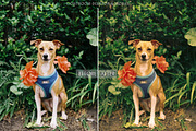 Wong Kar-Wai Cine Lightroom Presets, a Preset Add-On by CityTurtles (Thumbnail 8 of 10)