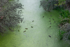 Ducks swimming in green algae pond surrounded by nature, an Animal Photo by DanFLCreativo