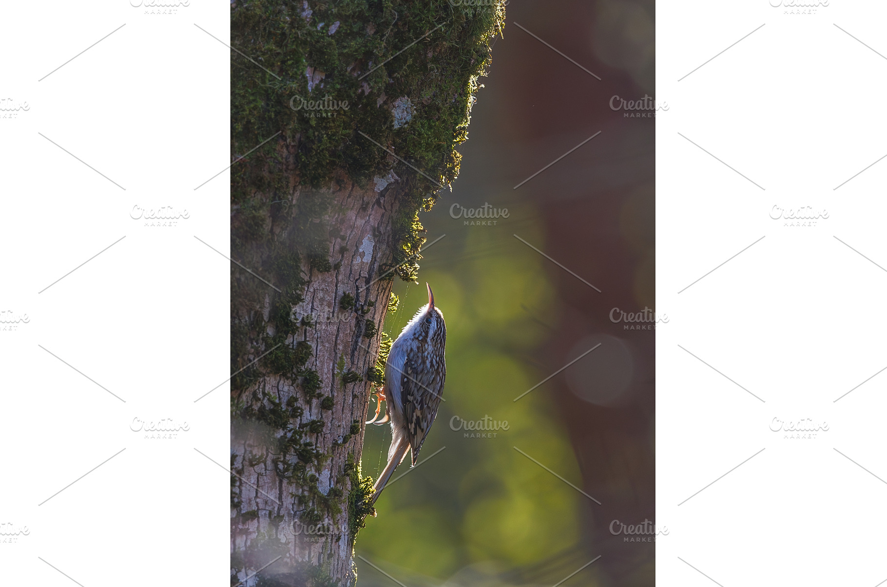 Tree creeper bird foraging on tree, an Animal Photo by Lukas Jonaitis SHOP