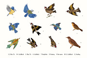 Garden Birds, an Illustration by olga.korneeva (Thumbnail 4 of 5)