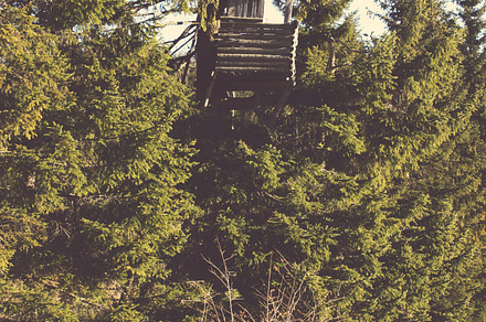 Hunting Cabin In The Forest Stock Photo Containing Trees And Forest preview 5