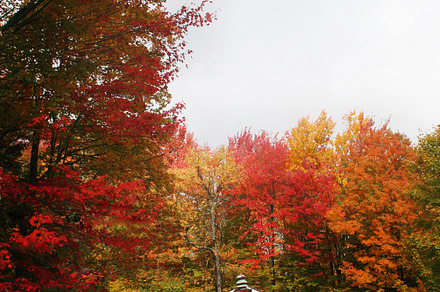 Red Barn in the Woods