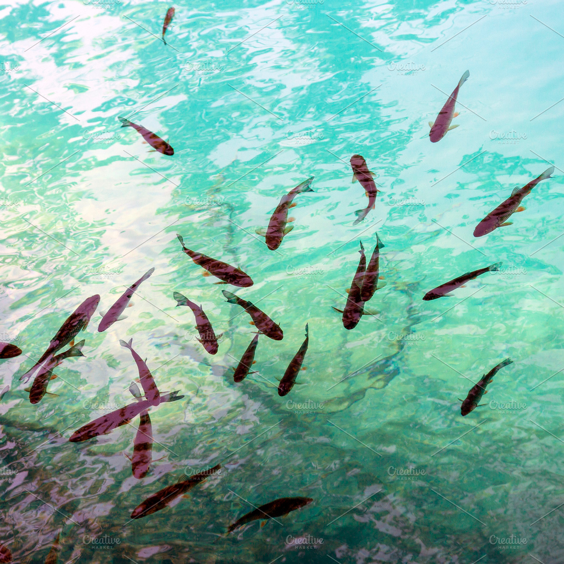 School of fish, a Nature Photo by BOOCYS