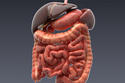 Animated internal organs, skeleton, a Characters & Person 3D Model by konstantin.ermolaev (Thumbnail 7 of 29)