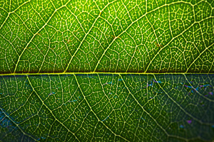 Macro shot of a vibrant green leaf showing detailed vein structu, a Nature Photo by Ales Munt